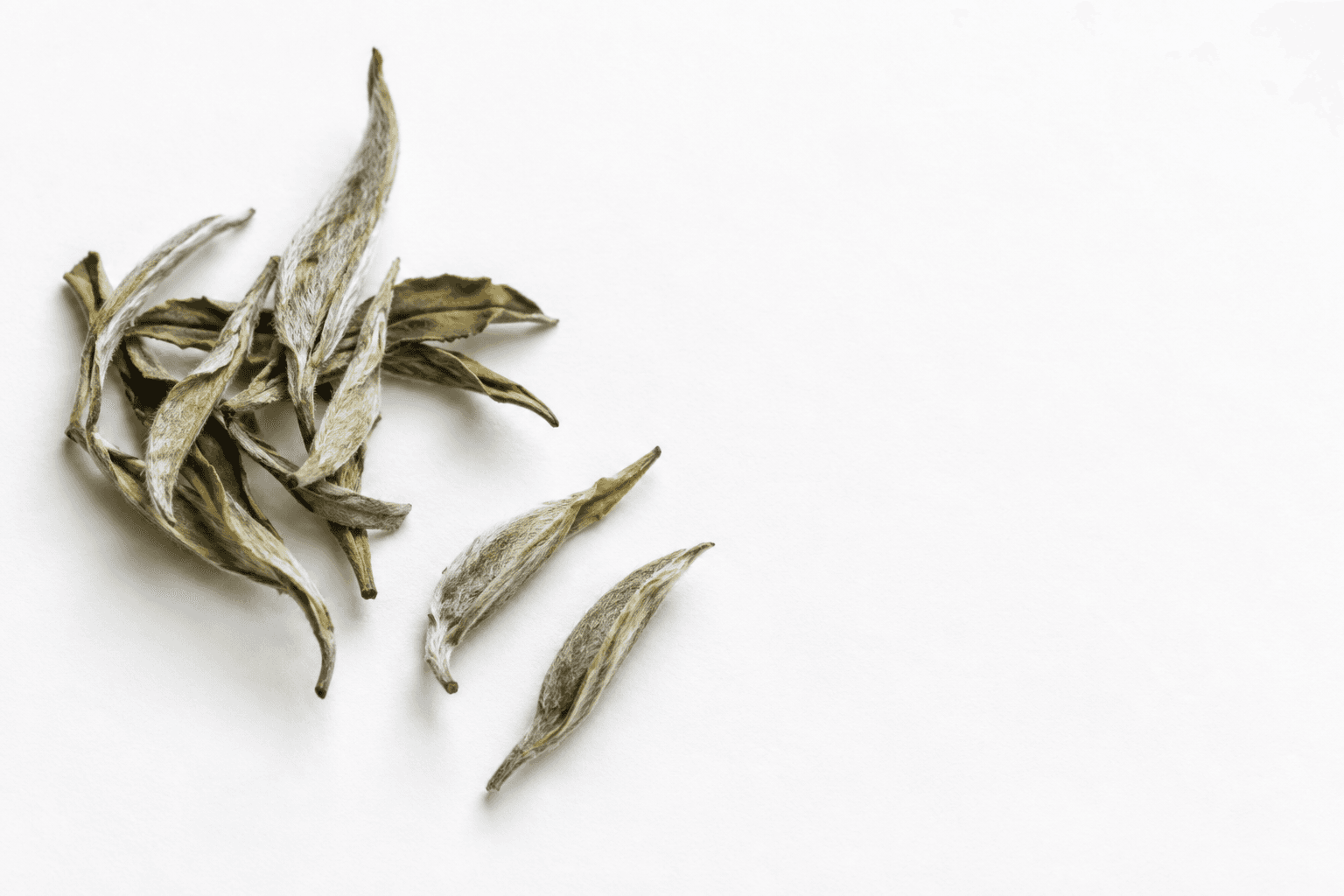 A sparse grouping of dry silvery tea buds and rolled leaves on white paper.