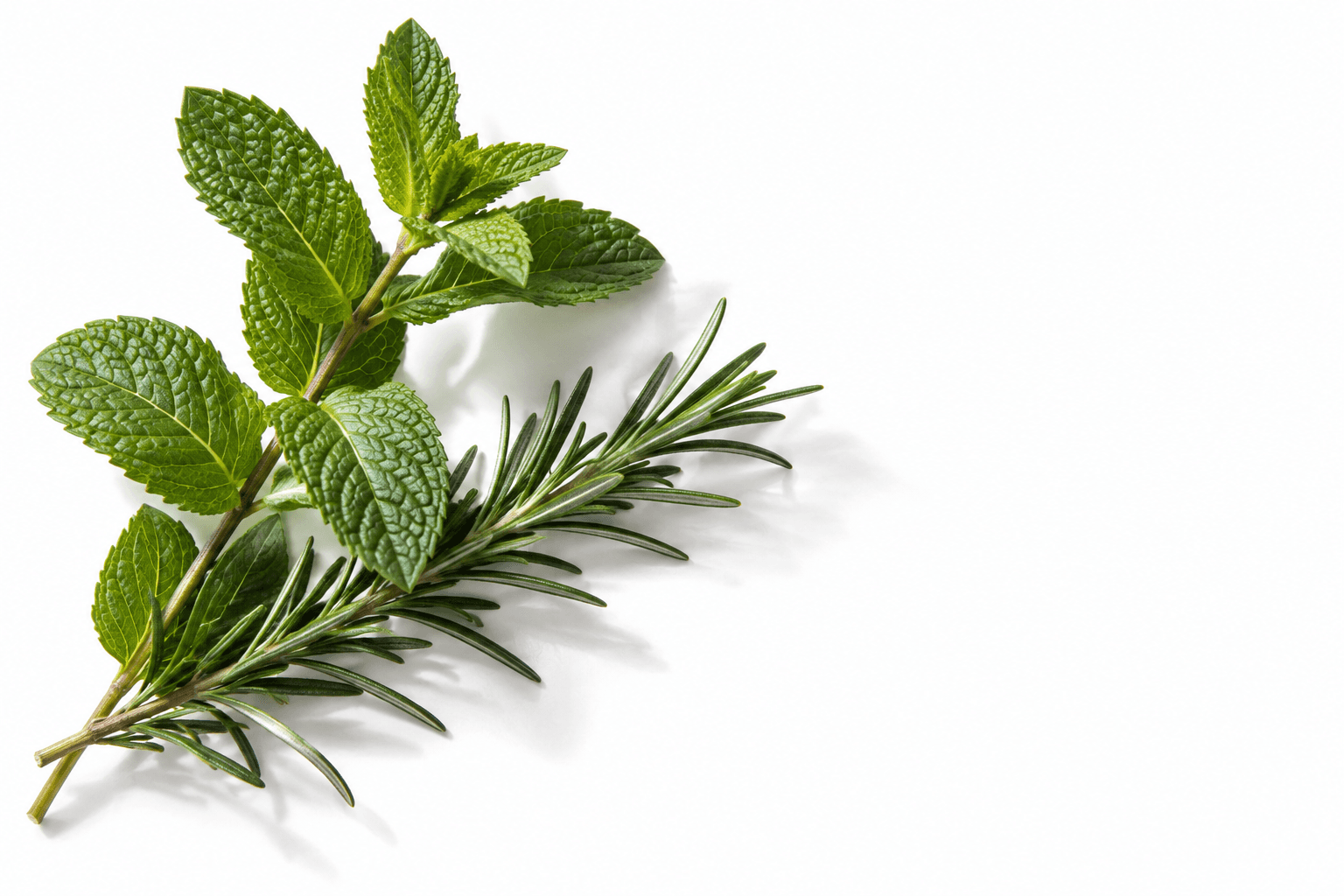 Fresh mint leaves and a slender rosemary sprig crossing naturally on white paper.