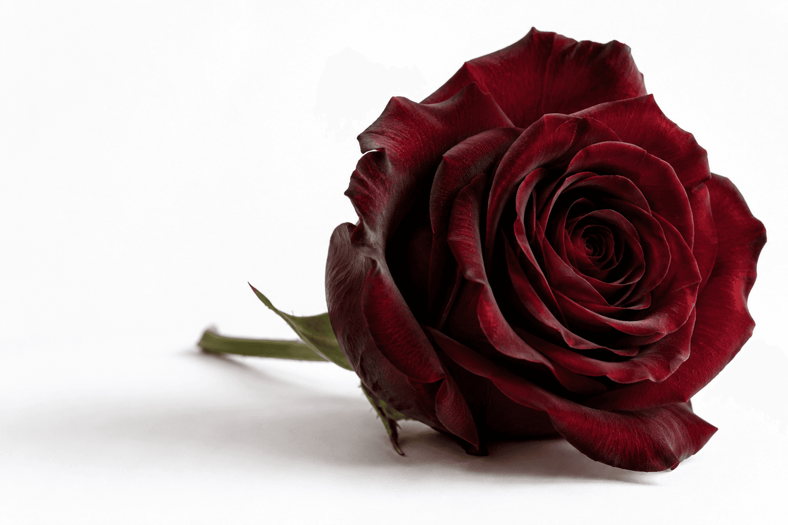 A deep burgundy rose with finely layered petals and a short stem on a white surface.