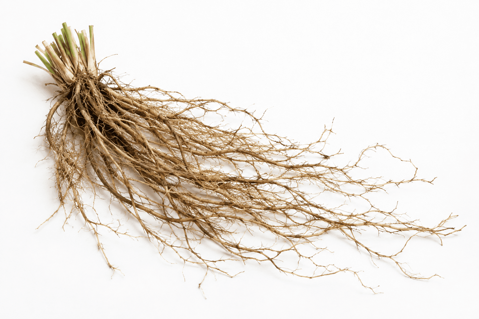 One grass crown with clipped shoots and a long branching sweep of fibrous vetiver roots on white.