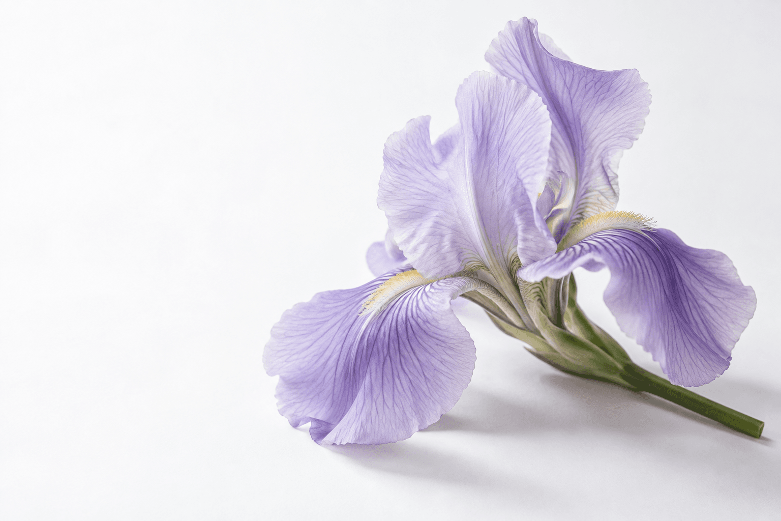 A pale lavender iris with folded petals, violet veins and a short green stem resting on white paper.