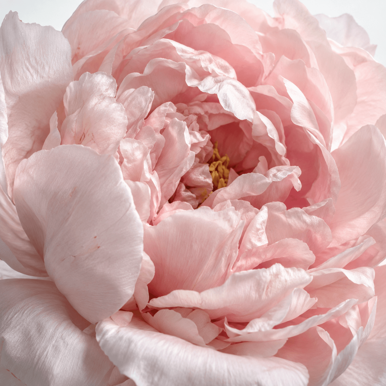 An intimate view into a pale-blush peony, its irregular translucent petals folding around the flower's center.