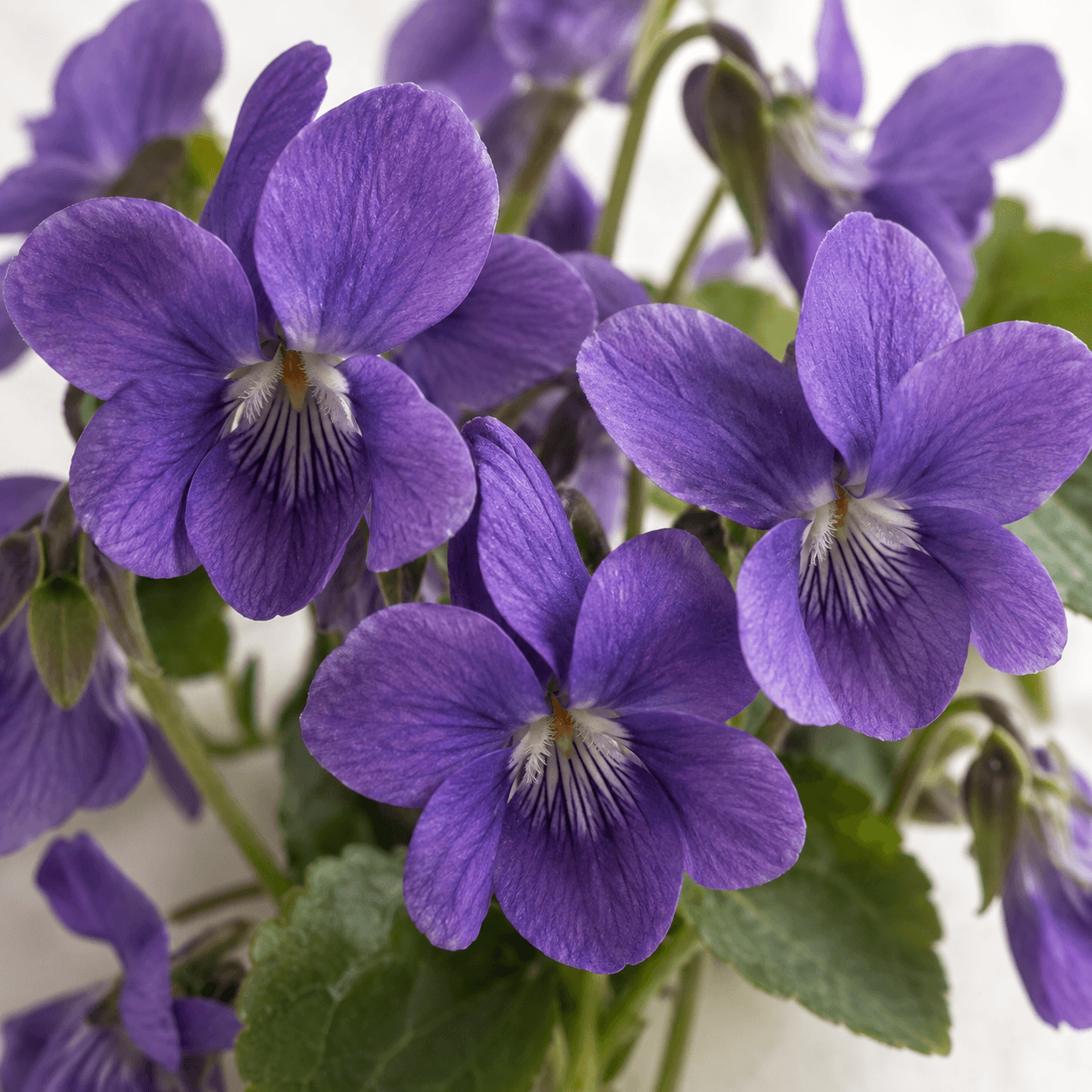 Purple violet flowers at close range, showing velvety petals and the delicate markings of a complete central bloom.